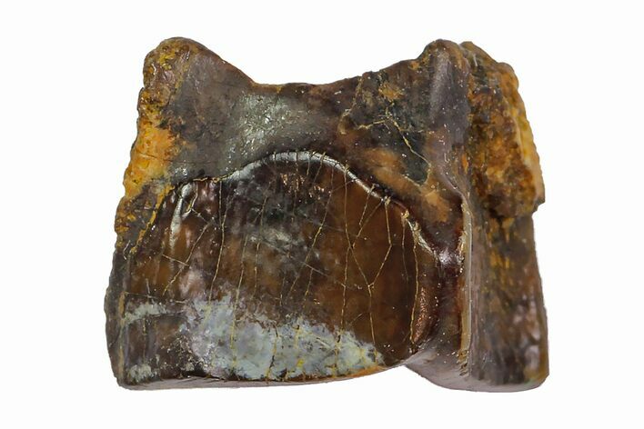 Fossil Hadrosaur (Edmontosaurus) Shed Tooth- Montana #110916